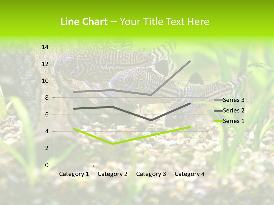Three Corydoras Trinilleatus Catfish Swimming In A Planted Tropical Aquarium. Space For Copy. PowerPoint Template