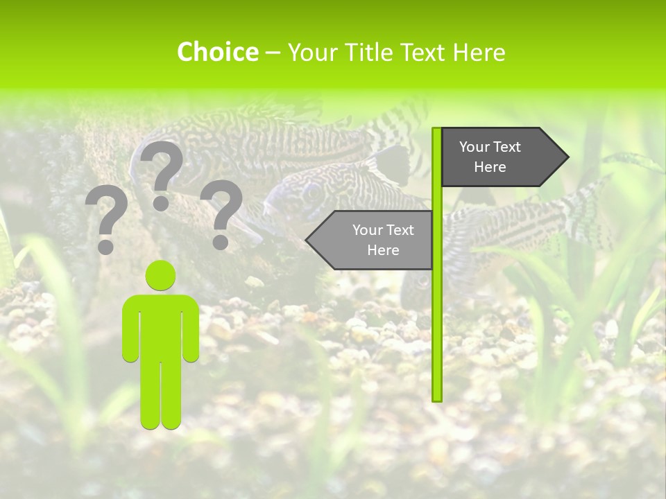 Three Corydoras Trinilleatus Catfish Swimming In A Planted Tropical Aquarium. Space For Copy. PowerPoint Template