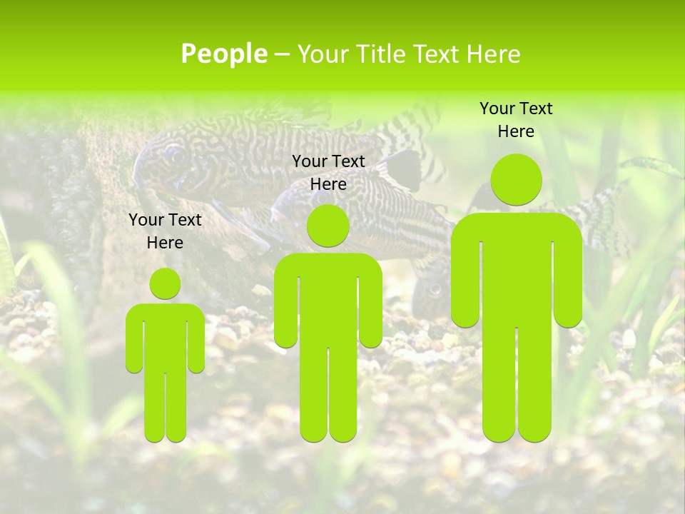 Three Corydoras Trinilleatus Catfish Swimming In A Planted Tropical Aquarium. Space For Copy. PowerPoint Template