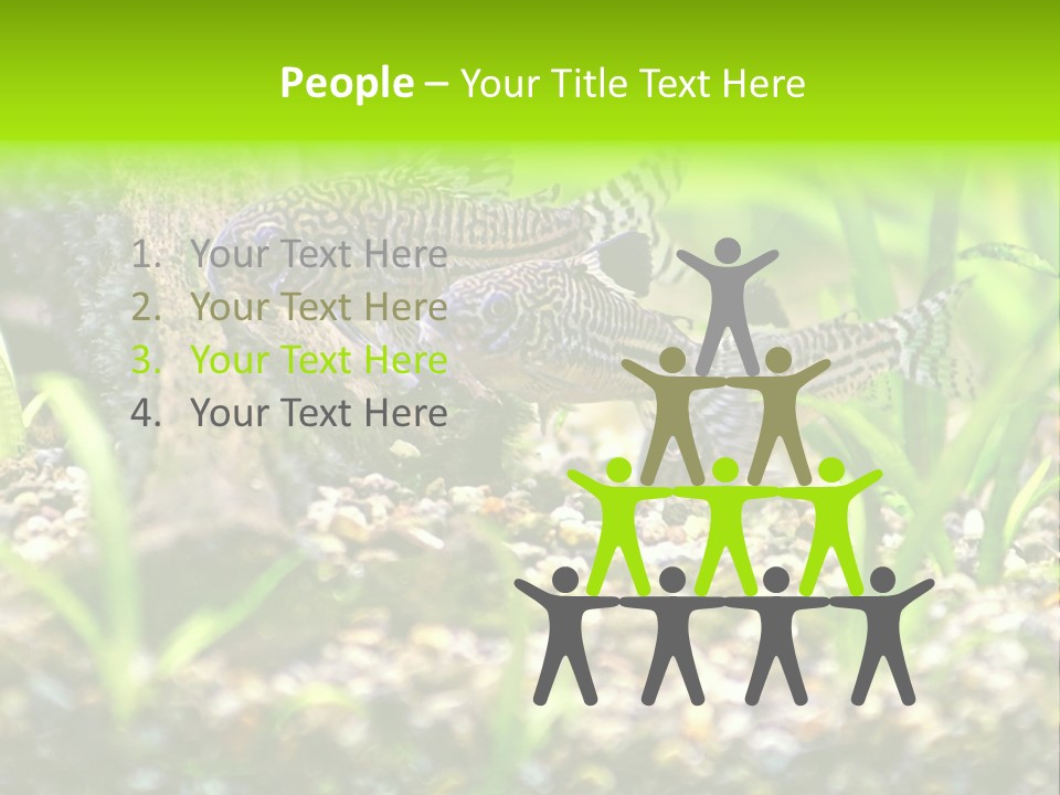 Three Corydoras Trinilleatus Catfish Swimming In A Planted Tropical Aquarium. Space For Copy. PowerPoint Template