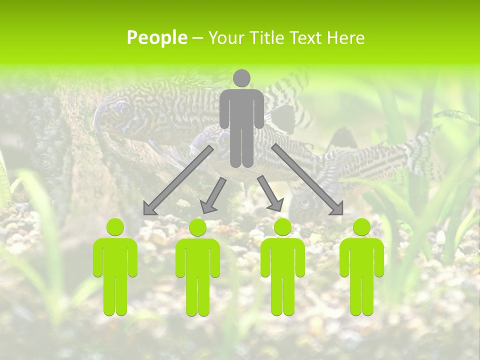 Three Corydoras Trinilleatus Catfish Swimming In A Planted Tropical Aquarium. Space For Copy. PowerPoint Template