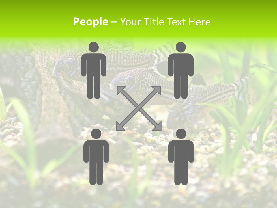 Three Corydoras Trinilleatus Catfish Swimming In A Planted Tropical Aquarium. Space For Copy. PowerPoint Template