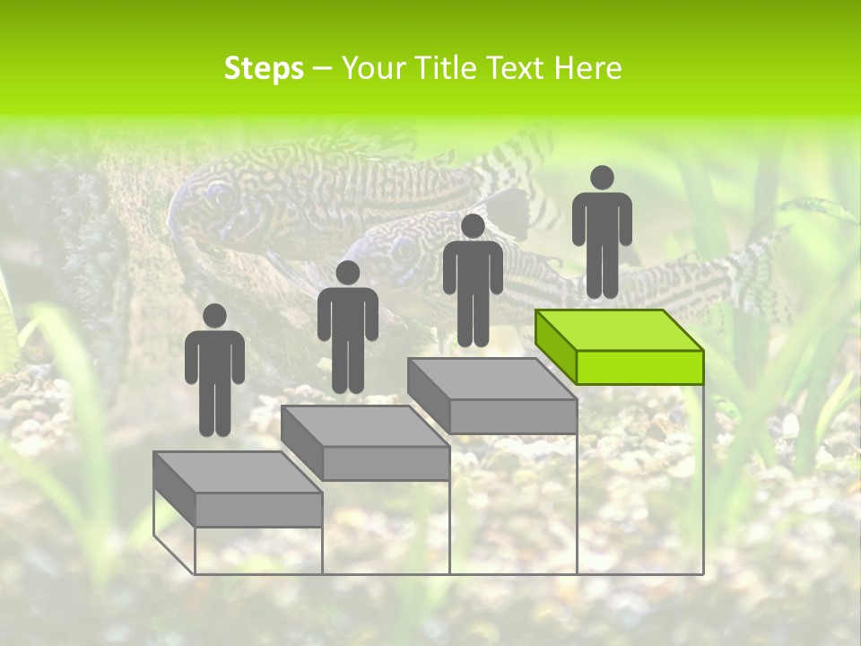 Three Corydoras Trinilleatus Catfish Swimming In A Planted Tropical Aquarium. Space For Copy. PowerPoint Template