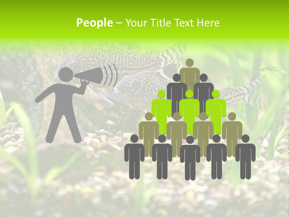 Three Corydoras Trinilleatus Catfish Swimming In A Planted Tropical Aquarium. Space For Copy. PowerPoint Template