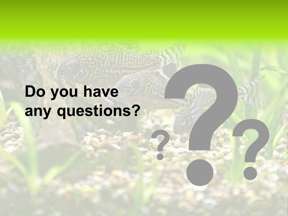 Three Corydoras Trinilleatus Catfish Swimming In A Planted Tropical Aquarium. Space For Copy. PowerPoint Template