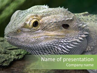 Close Up Of Bearded Dragon Reptile PowerPoint Template
