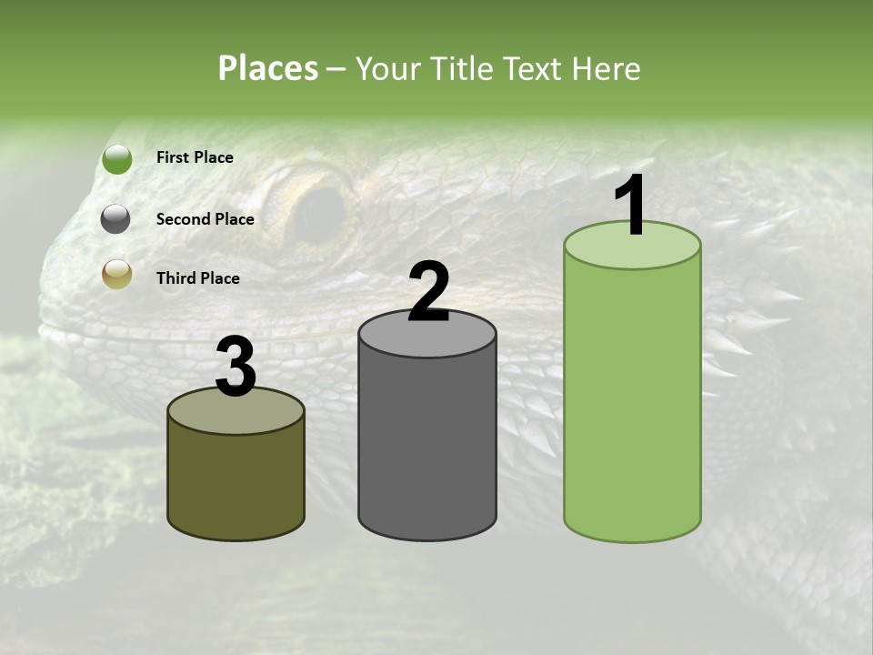 Close Up Of Bearded Dragon Reptile PowerPoint Template