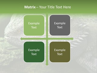 Close Up Of Bearded Dragon Reptile PowerPoint Template