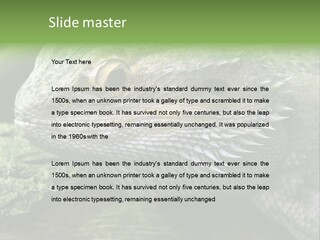 Close Up Of Bearded Dragon Reptile PowerPoint Template