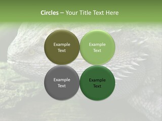 Close Up Of Bearded Dragon Reptile PowerPoint Template