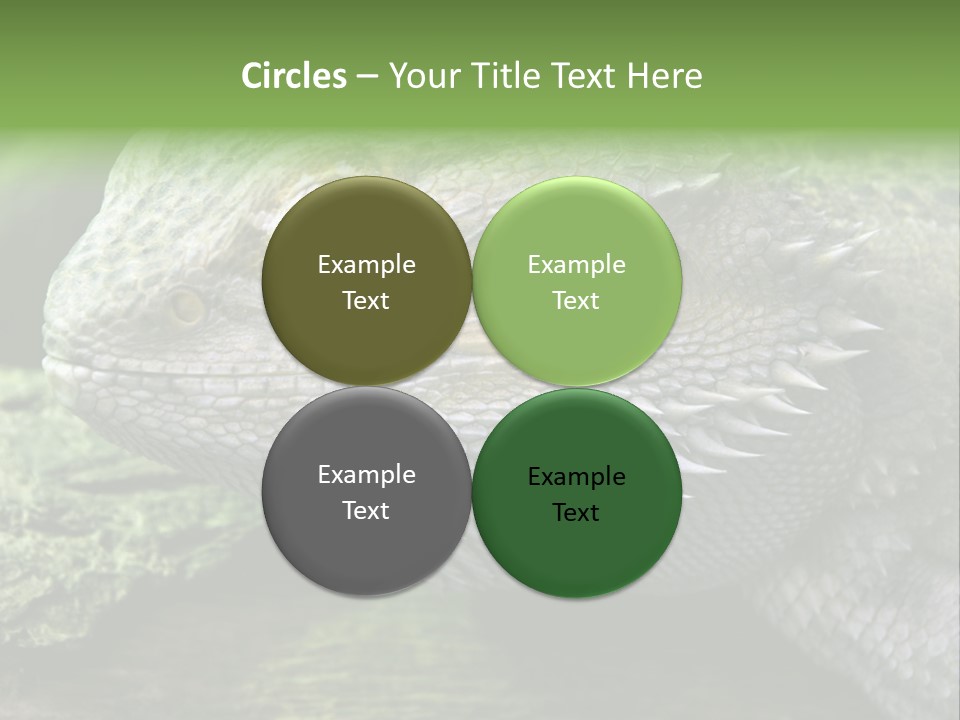 Close Up Of Bearded Dragon Reptile PowerPoint Template