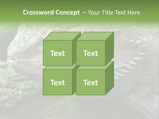 Close Up Of Bearded Dragon Reptile PowerPoint Template