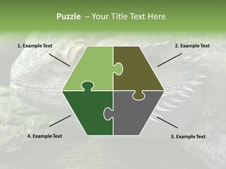 Close Up Of Bearded Dragon Reptile PowerPoint Template