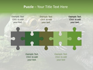 Close Up Of Bearded Dragon Reptile PowerPoint Template