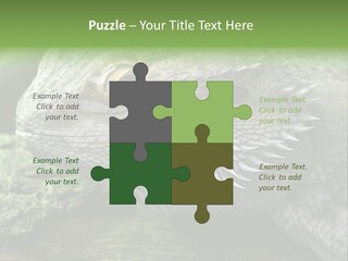 Close Up Of Bearded Dragon Reptile PowerPoint Template