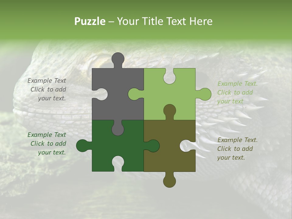 Close Up Of Bearded Dragon Reptile PowerPoint Template