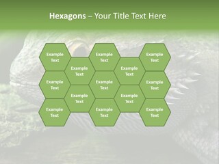 Close Up Of Bearded Dragon Reptile PowerPoint Template