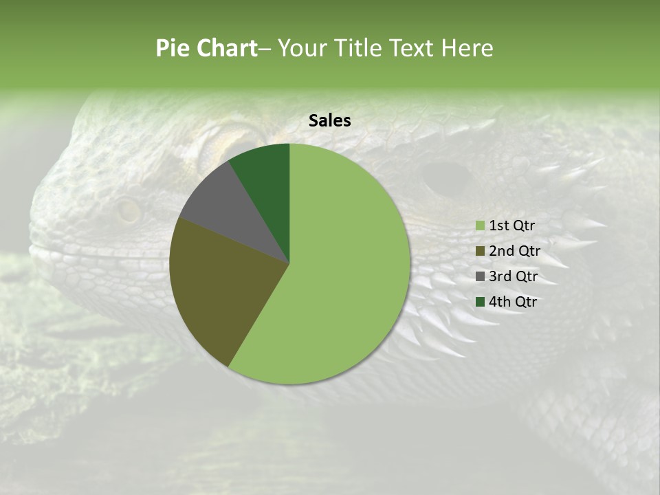 Close Up Of Bearded Dragon Reptile PowerPoint Template