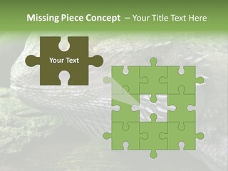 Close Up Of Bearded Dragon Reptile PowerPoint Template