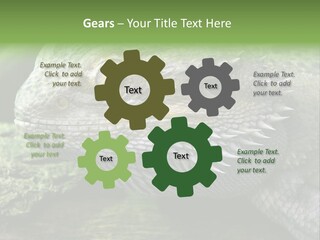 Close Up Of Bearded Dragon Reptile PowerPoint Template