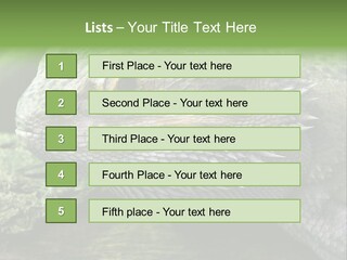 Close Up Of Bearded Dragon Reptile PowerPoint Template