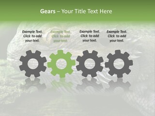 Close Up Of Bearded Dragon Reptile PowerPoint Template