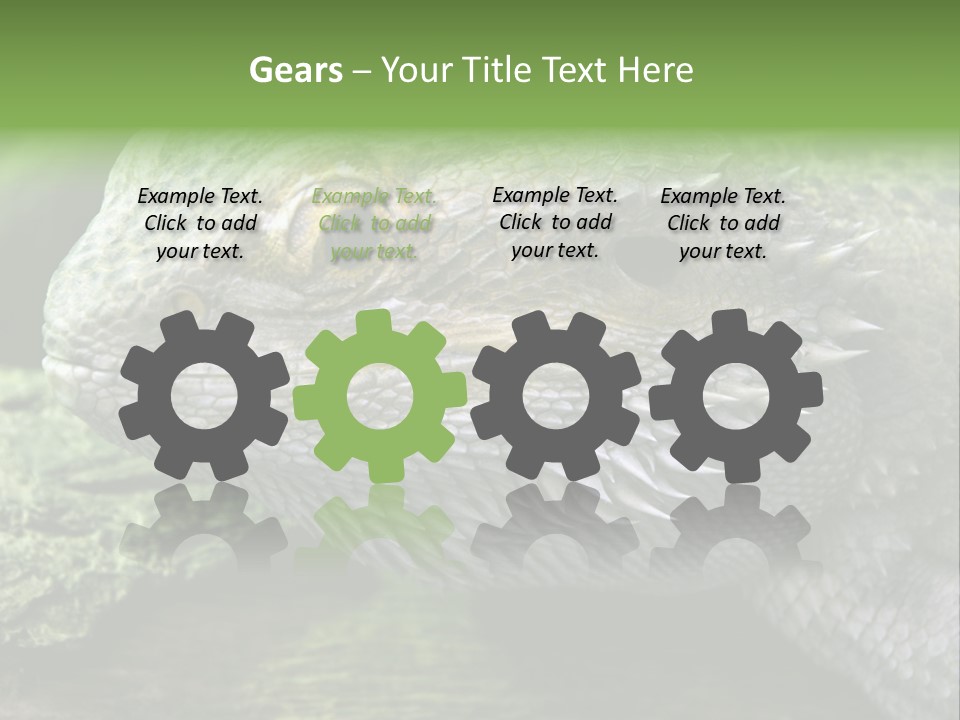 Close Up Of Bearded Dragon Reptile PowerPoint Template