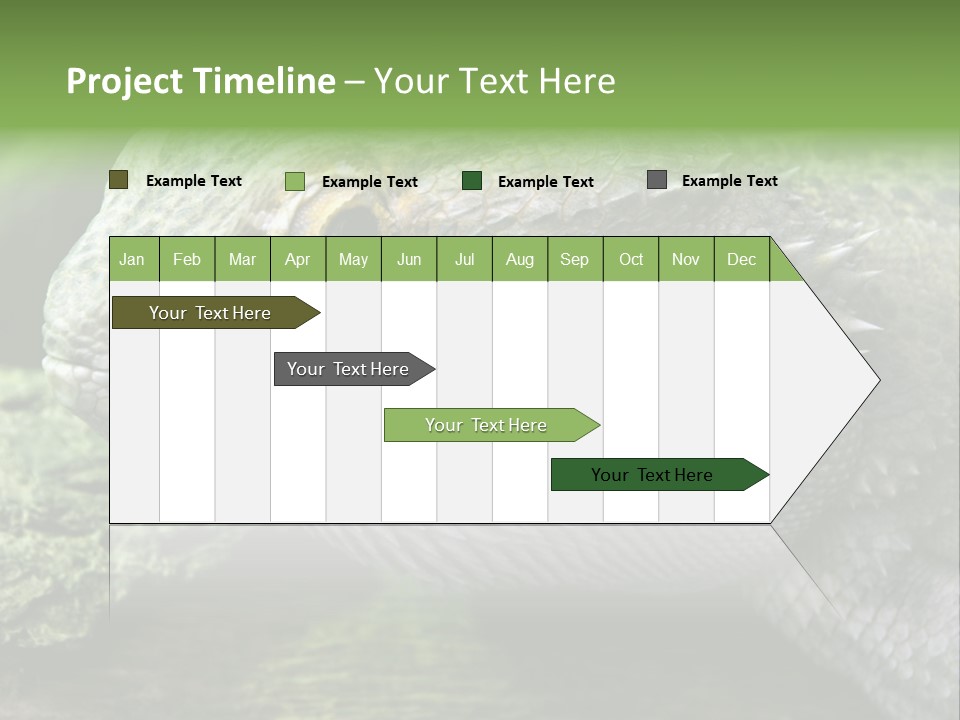 Close Up Of Bearded Dragon Reptile PowerPoint Template