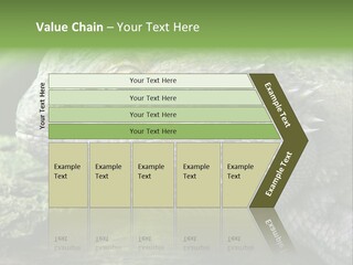 Close Up Of Bearded Dragon Reptile PowerPoint Template