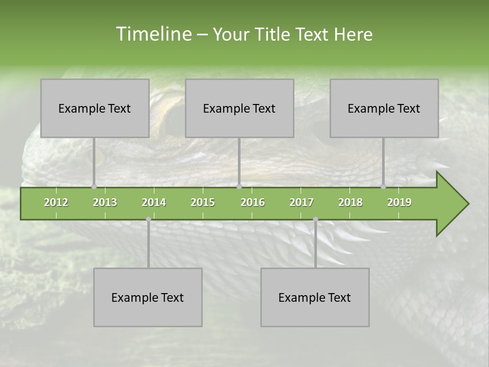 Close Up Of Bearded Dragon Reptile PowerPoint Template