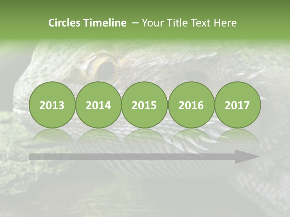 Close Up Of Bearded Dragon Reptile PowerPoint Template