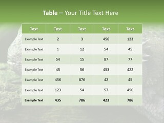 Close Up Of Bearded Dragon Reptile PowerPoint Template