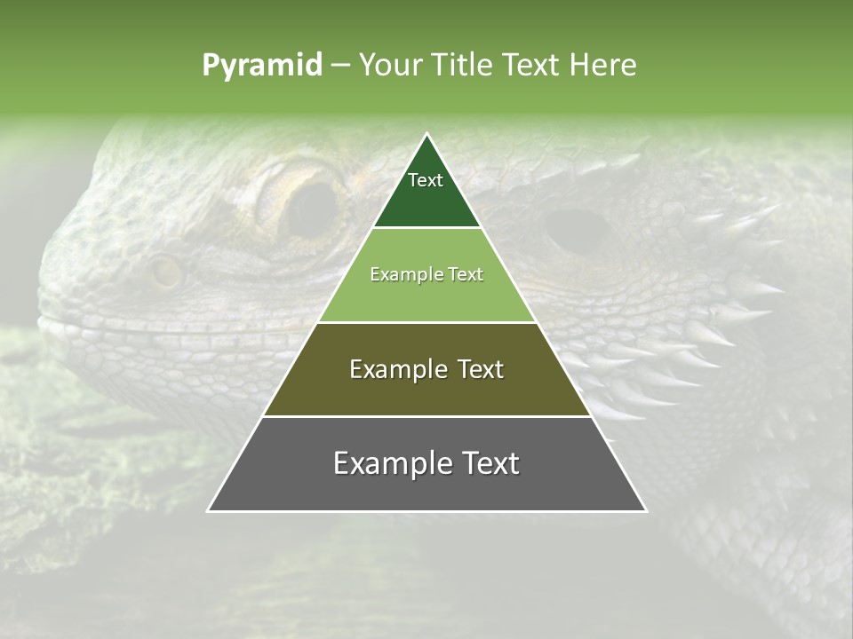 Close Up Of Bearded Dragon Reptile PowerPoint Template