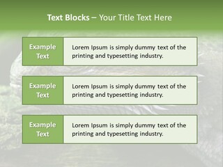 Close Up Of Bearded Dragon Reptile PowerPoint Template