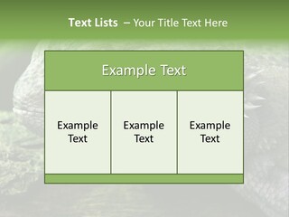 Close Up Of Bearded Dragon Reptile PowerPoint Template