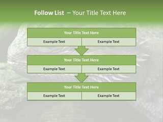 Close Up Of Bearded Dragon Reptile PowerPoint Template