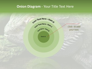 Close Up Of Bearded Dragon Reptile PowerPoint Template