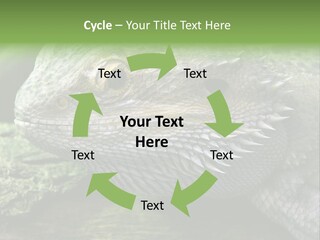 Close Up Of Bearded Dragon Reptile PowerPoint Template