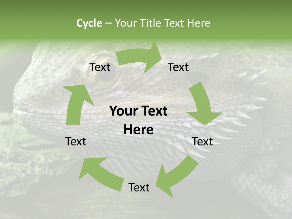 Close Up Of Bearded Dragon Reptile PowerPoint Template