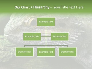 Close Up Of Bearded Dragon Reptile PowerPoint Template