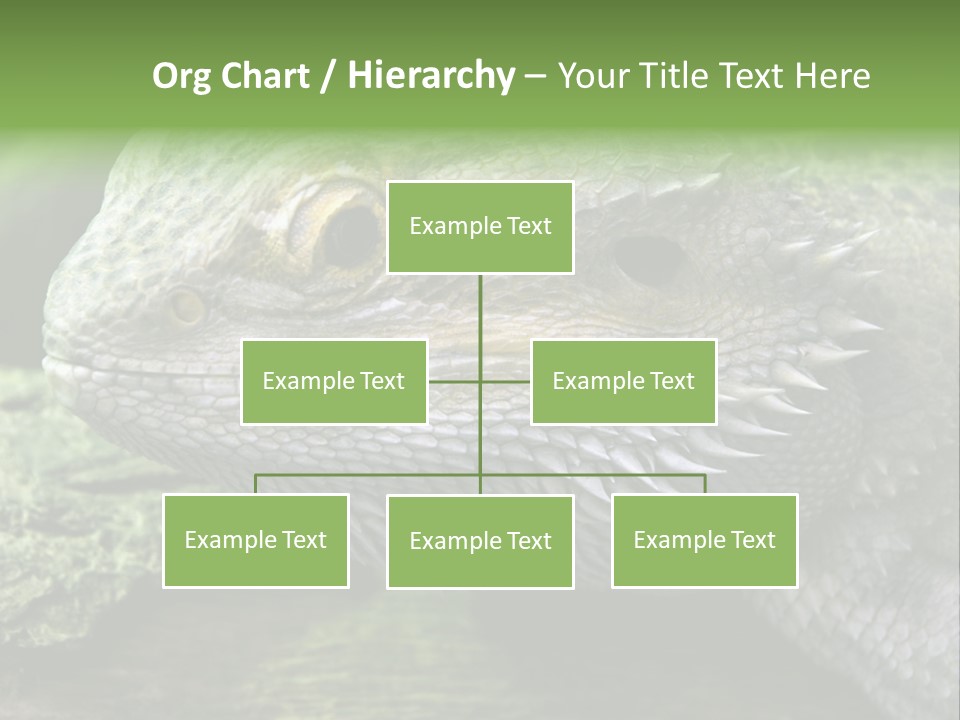 Close Up Of Bearded Dragon Reptile PowerPoint Template