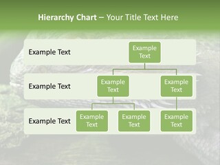 Close Up Of Bearded Dragon Reptile PowerPoint Template