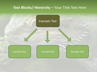 Close Up Of Bearded Dragon Reptile PowerPoint Template