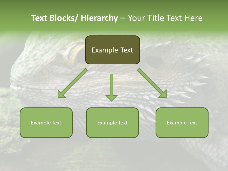 Close Up Of Bearded Dragon Reptile PowerPoint Template