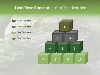 Close Up Of Bearded Dragon Reptile PowerPoint Template