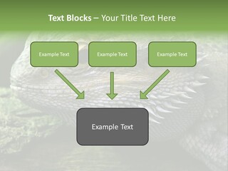 Close Up Of Bearded Dragon Reptile PowerPoint Template