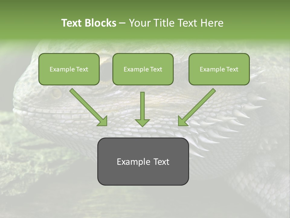 Close Up Of Bearded Dragon Reptile PowerPoint Template