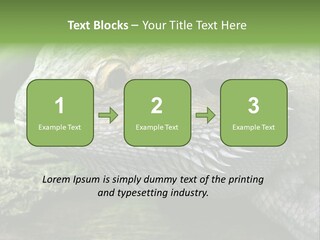 Close Up Of Bearded Dragon Reptile PowerPoint Template