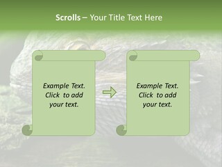 Close Up Of Bearded Dragon Reptile PowerPoint Template