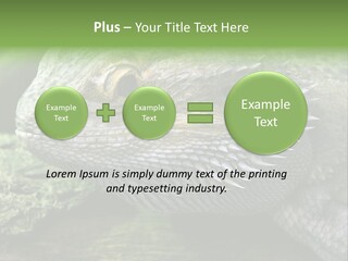 Close Up Of Bearded Dragon Reptile PowerPoint Template